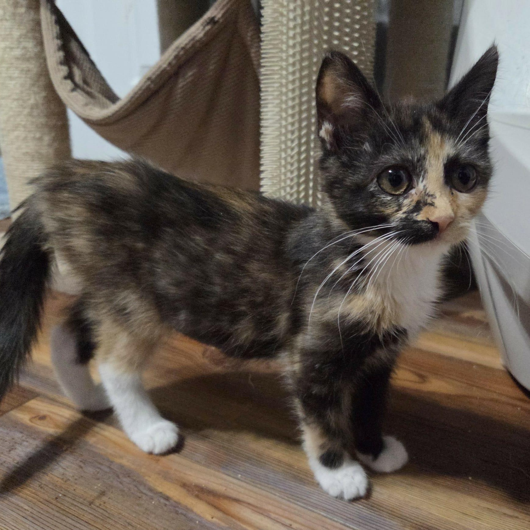 Enlarge YULISSA, a Adoptable mixed breed in Loveland, CO image 3/6