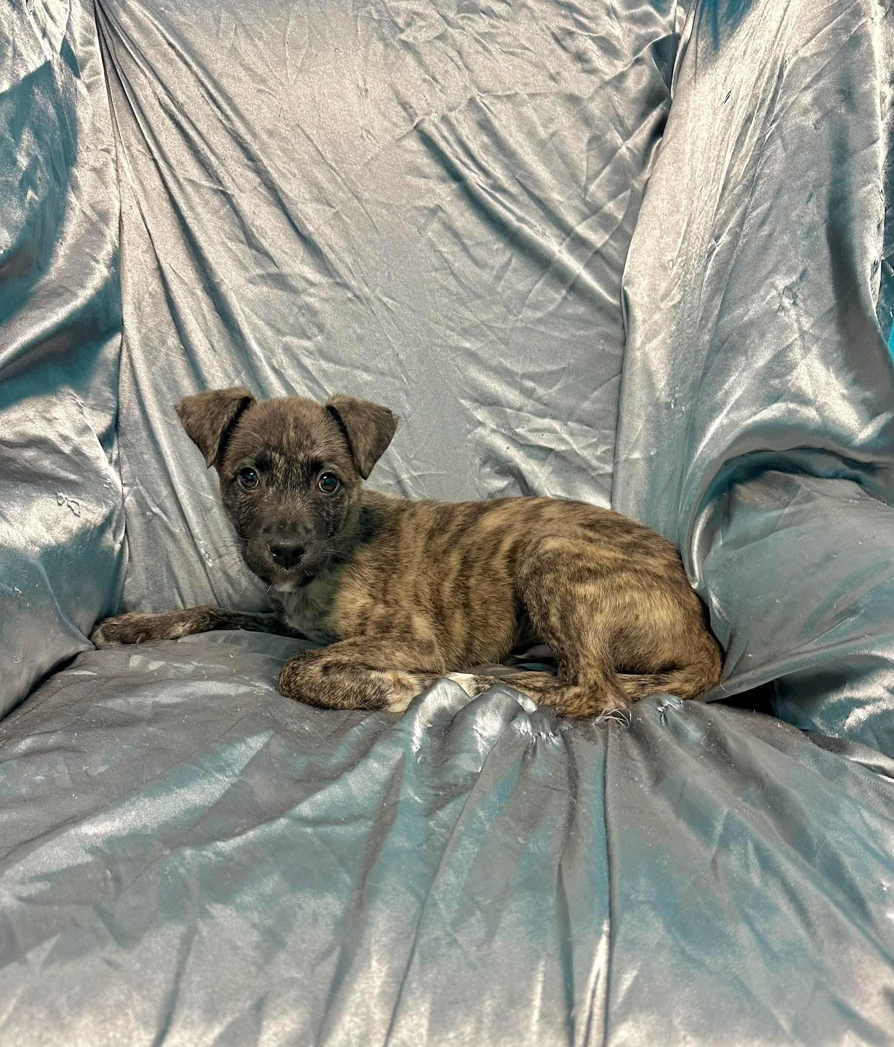 Enlarge Baxter, an adopted mixed breed in Walker, LA image 3/5