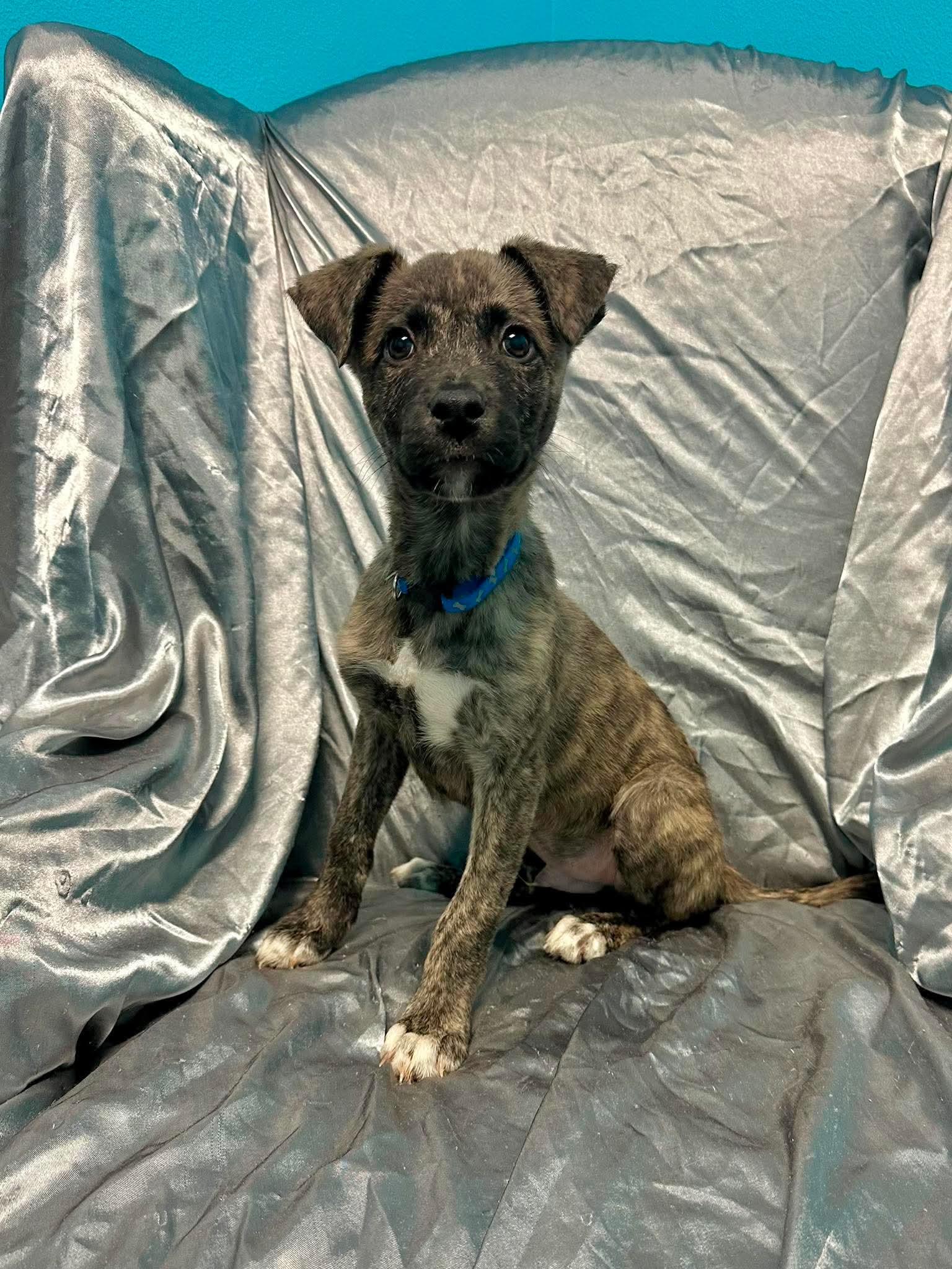 Enlarge Baxter, an adopted mixed breed in Walker, LA image 2/5