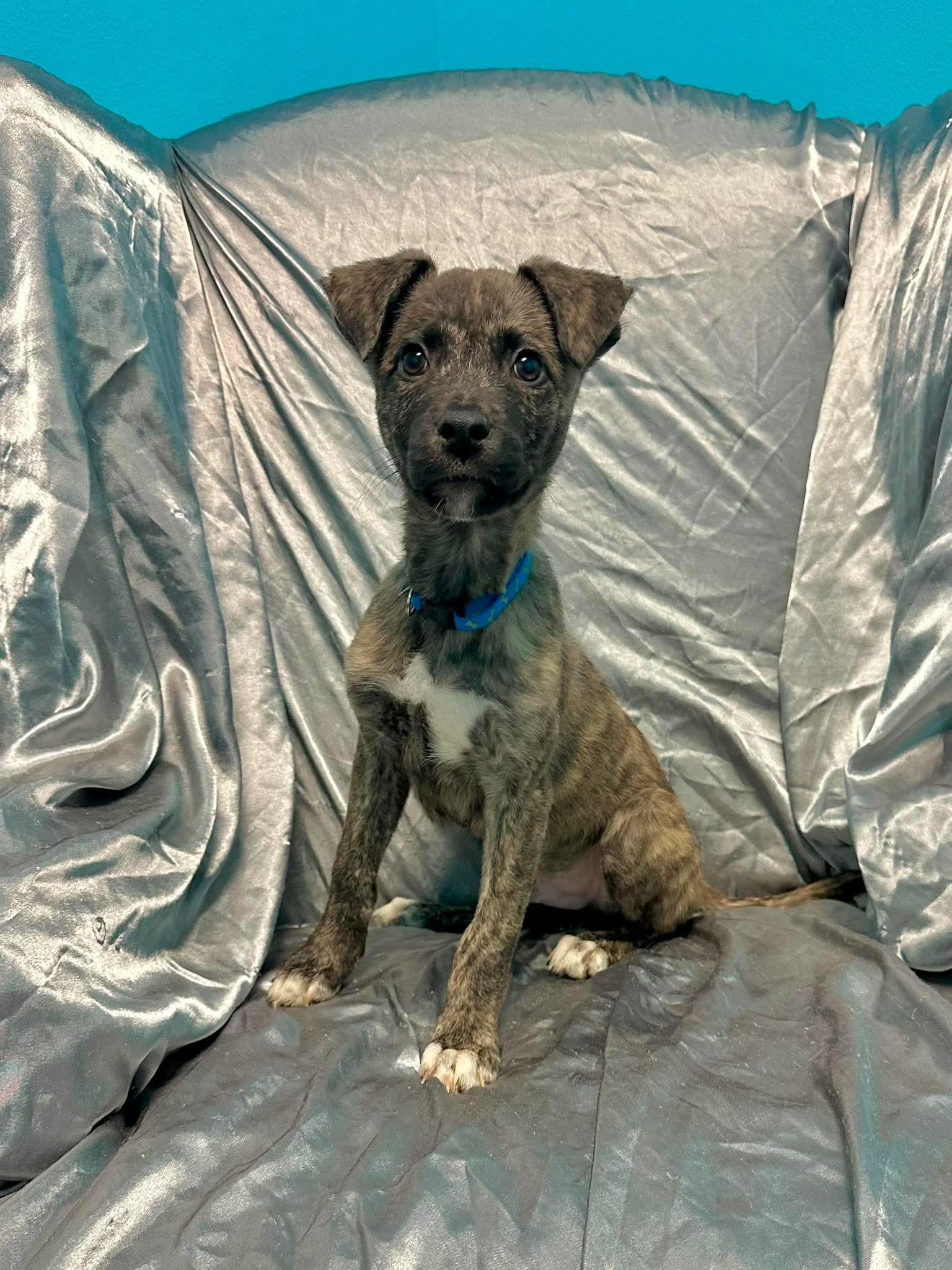 Enlarge Baxter, an adopted mixed breed in Walker, LA image 1/5