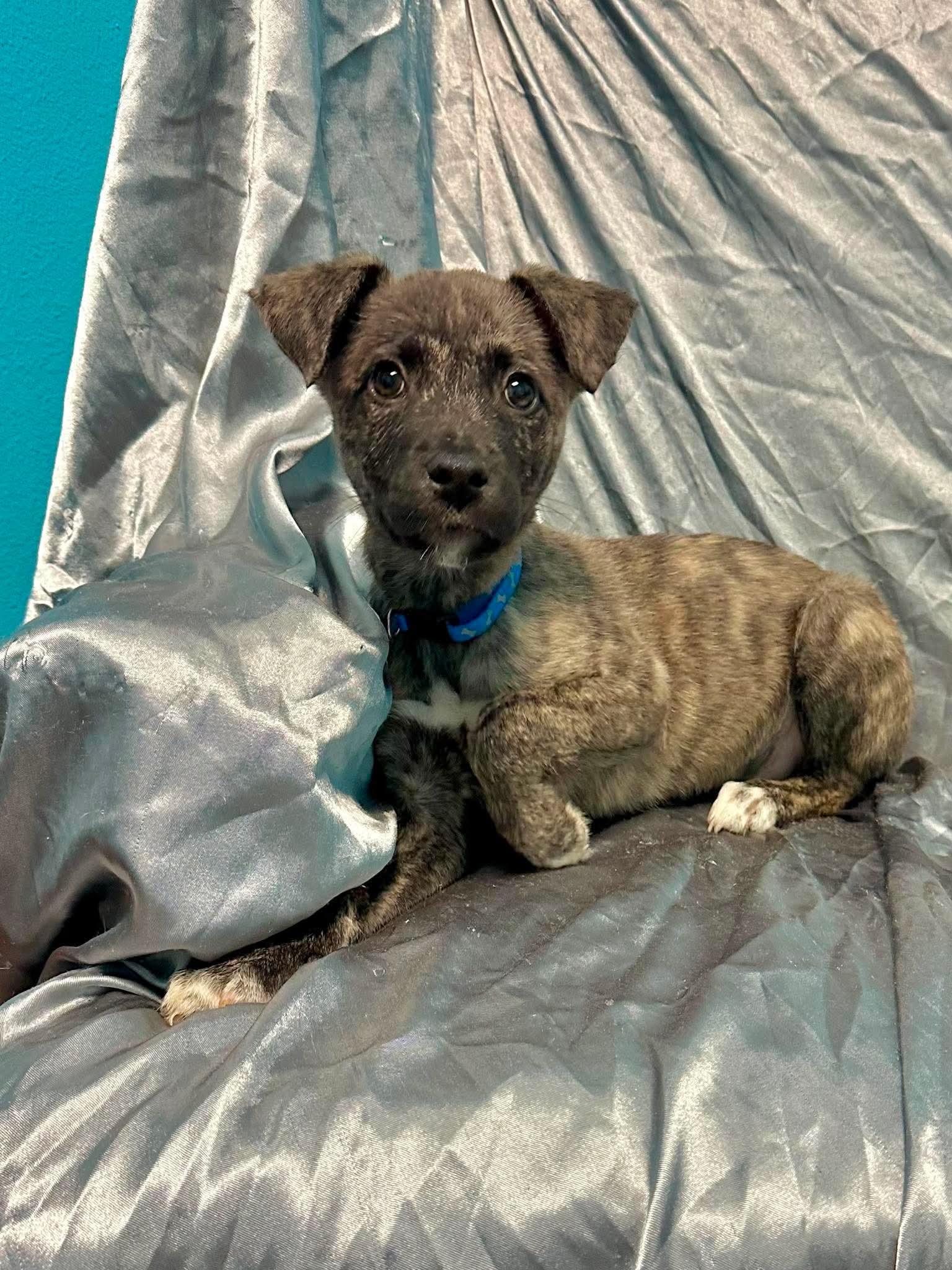Enlarge Baxter, an adopted mixed breed in Walker, LA image 4/5