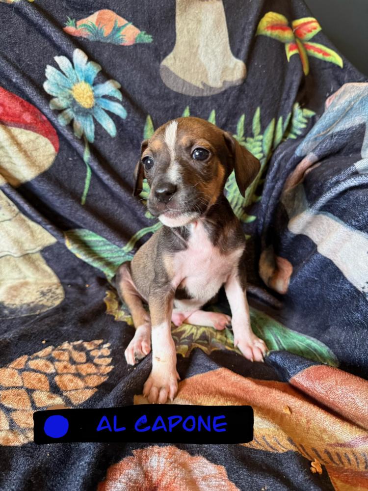 Enlarge Al Capone, a Adoptable mixed breed in Cedartown, GA image 1/1