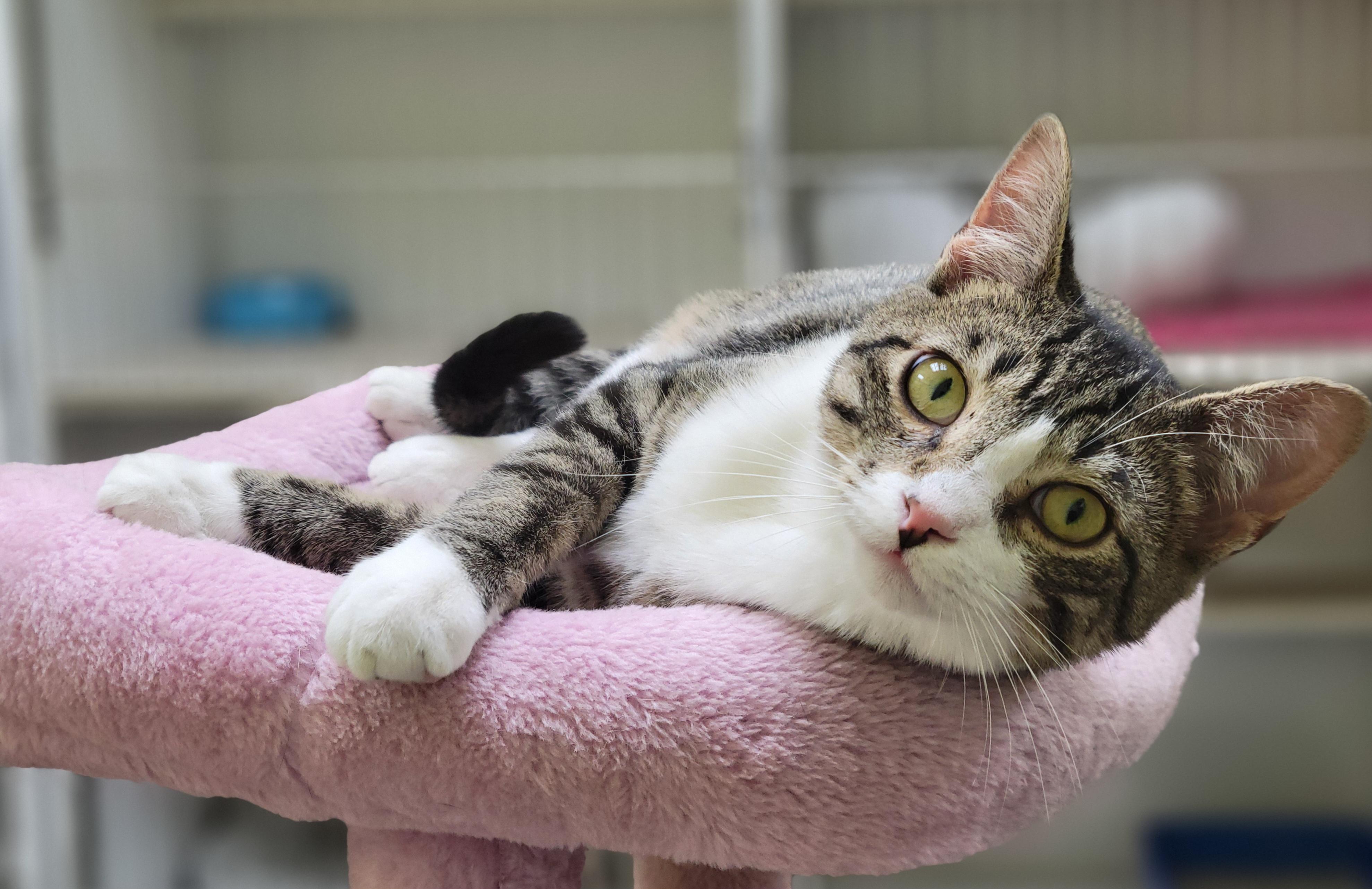 Enlarge Marshall, a ADOPTABLE Tabby in Memphis, TN image 2/2