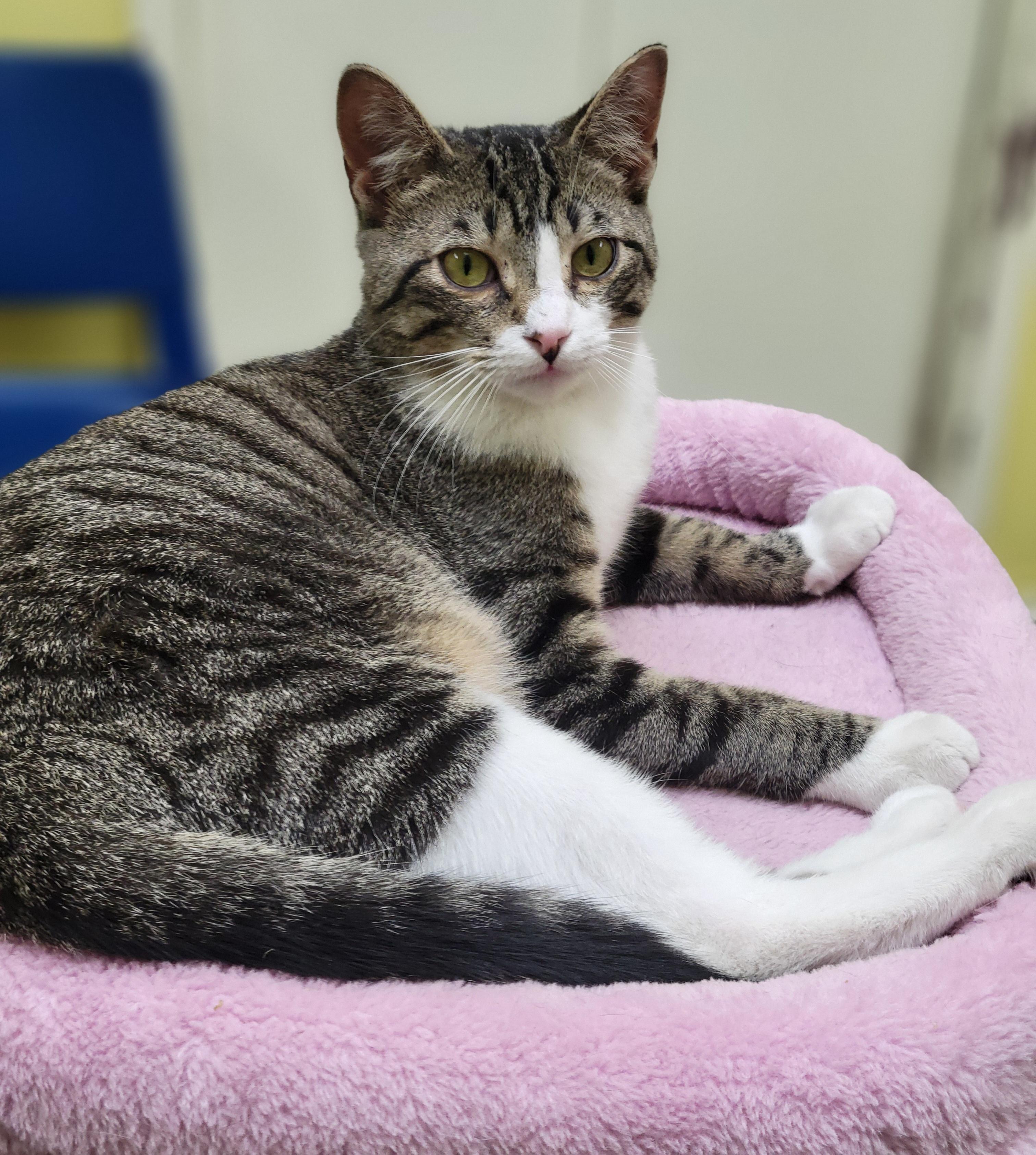 Marshall, ADOPTABLE, Young Male Tabby.
