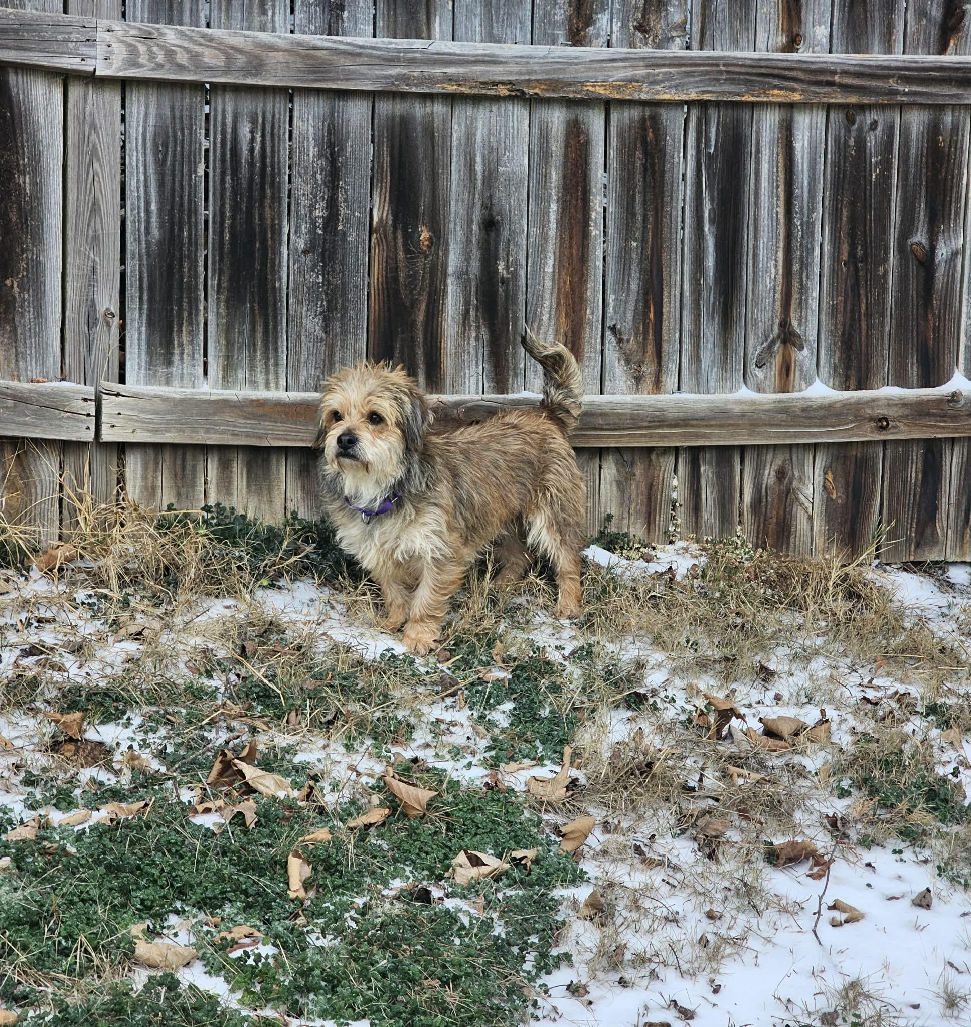 Enlarge Sammy, an adopted mixed breed in Greenville, SC image 2/3