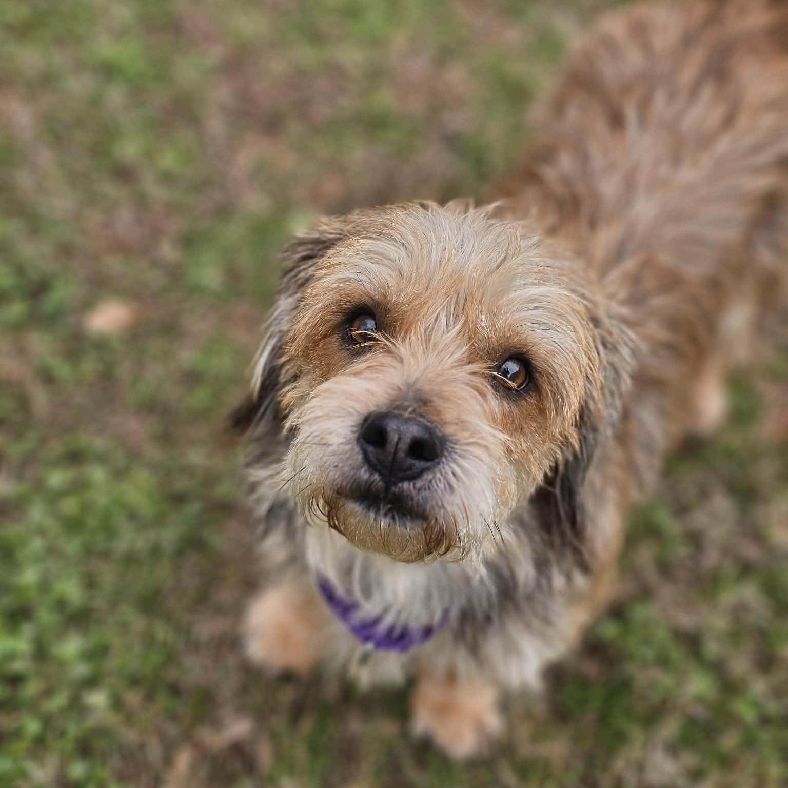 Sammy, adopted, Adult Male Yorkshire Terrier & Shih Tzu.