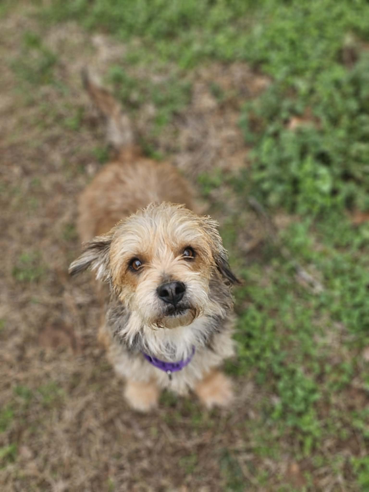 Enlarge Sammy, an adopted mixed breed in Greenville, SC image 3/3