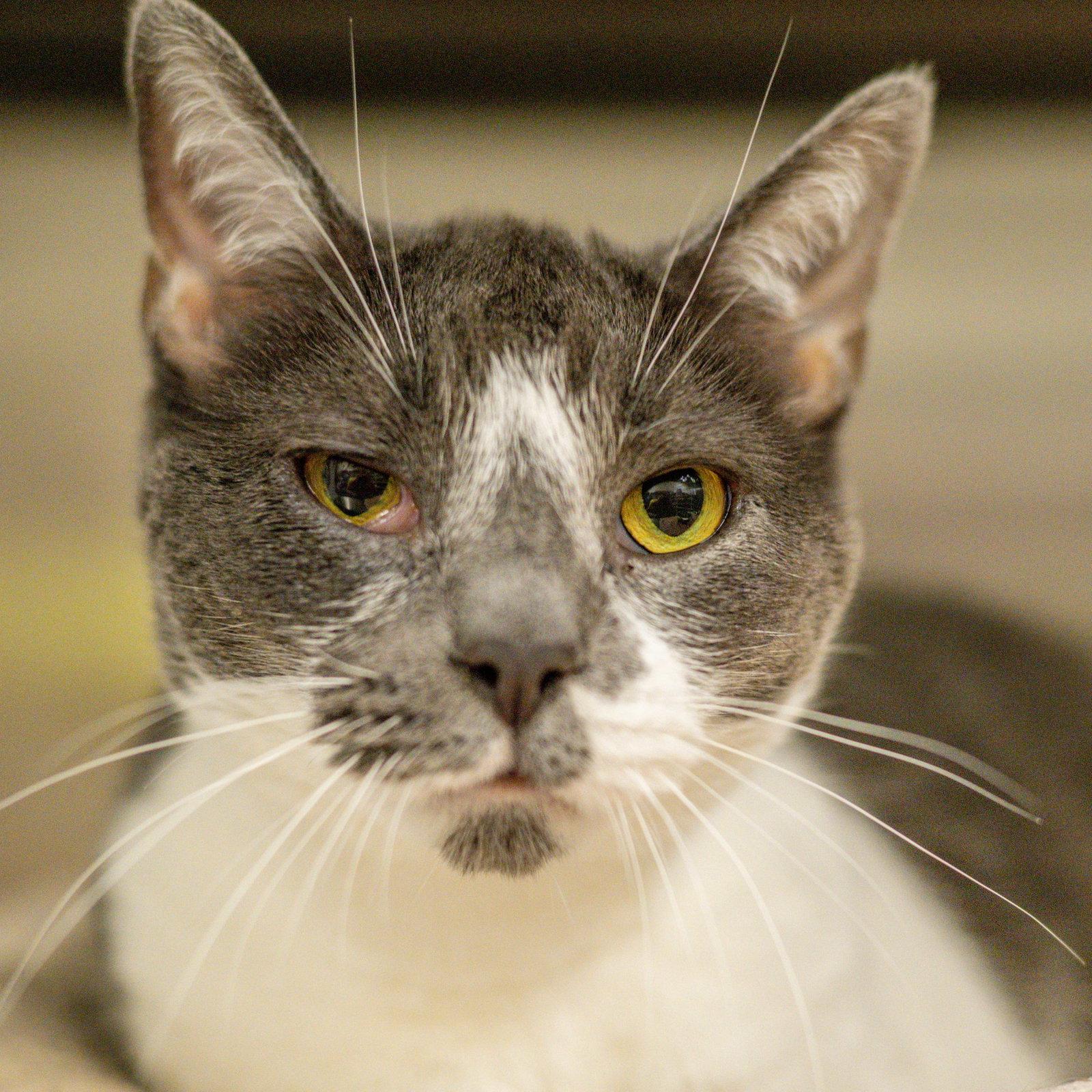 Georgie, Adoptable, Adult Female Domestic Short Hair.