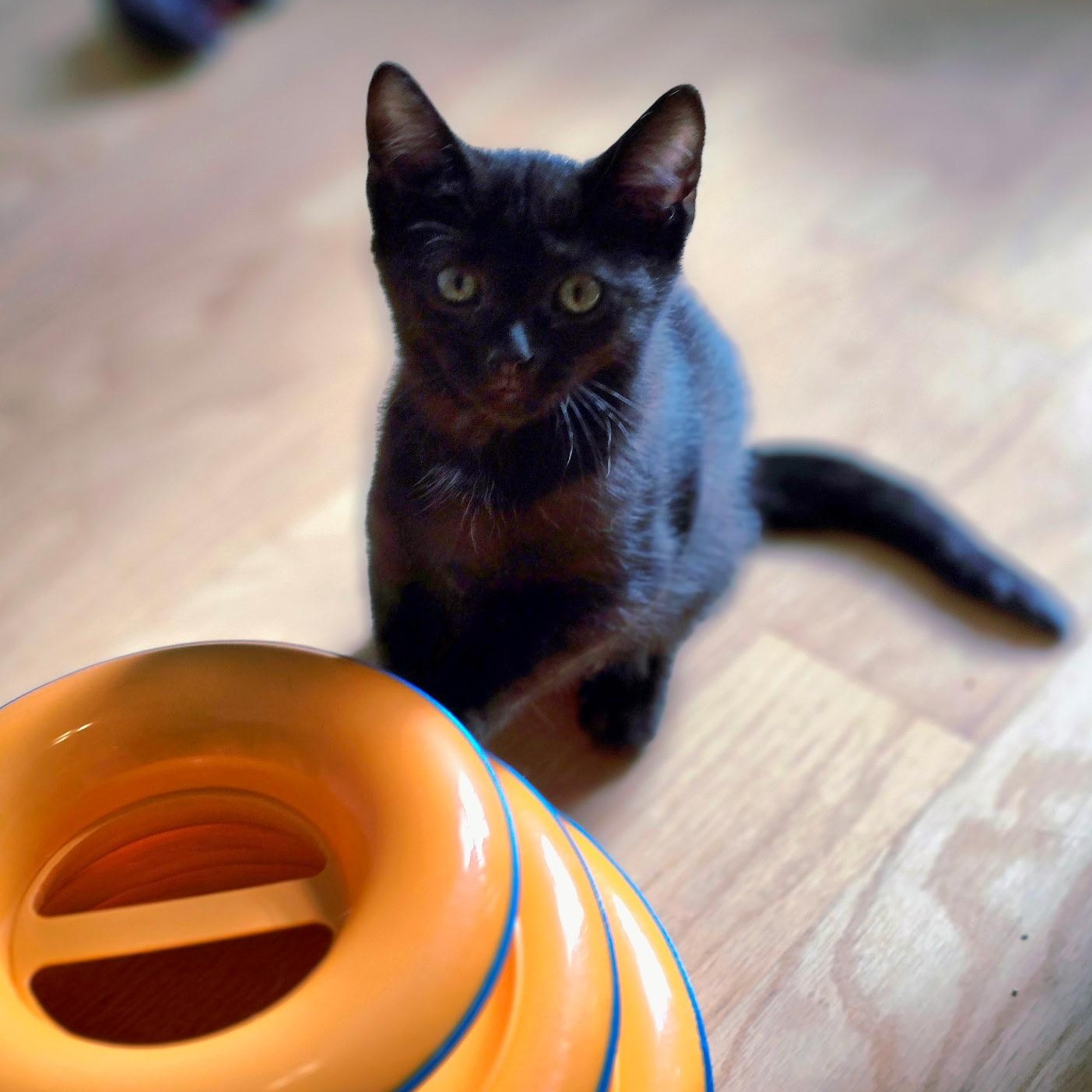 Enlarge Reyleigh, a Adoptable Domestic Short Hair in Woodbridge, NJ image 2/5