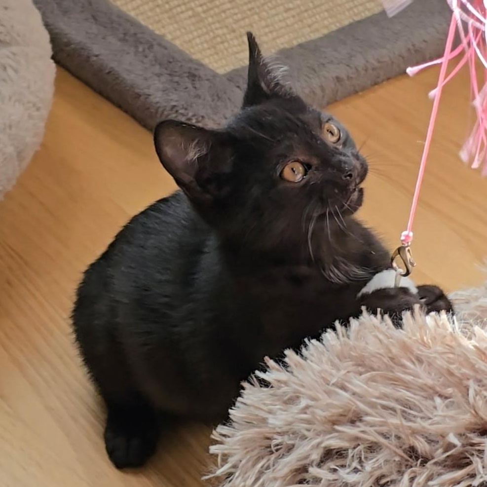 Enlarge Reyleigh, a Adoptable Domestic Short Hair in Woodbridge, NJ image 3/5