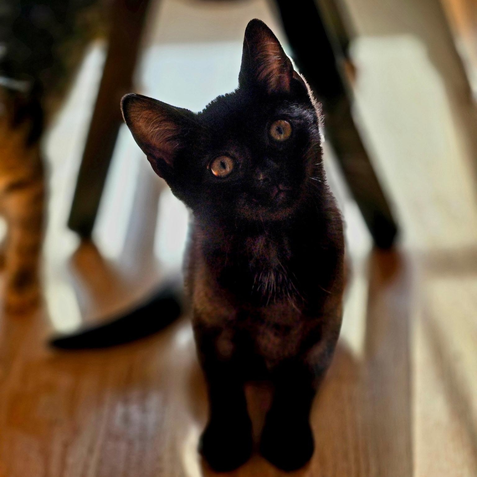 Enlarge Reyleigh, a Adoptable Domestic Short Hair in Woodbridge, NJ image 4/5