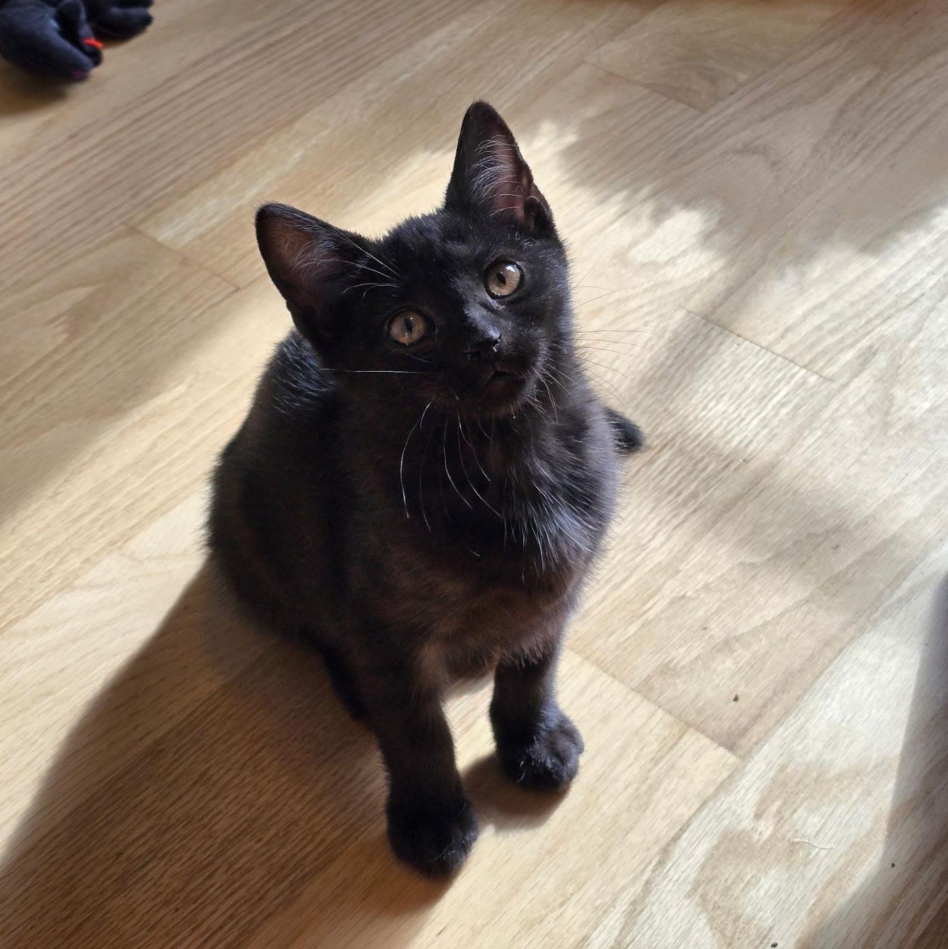 Enlarge Reyleigh, a Adoptable Domestic Short Hair in Woodbridge, NJ image 5/5