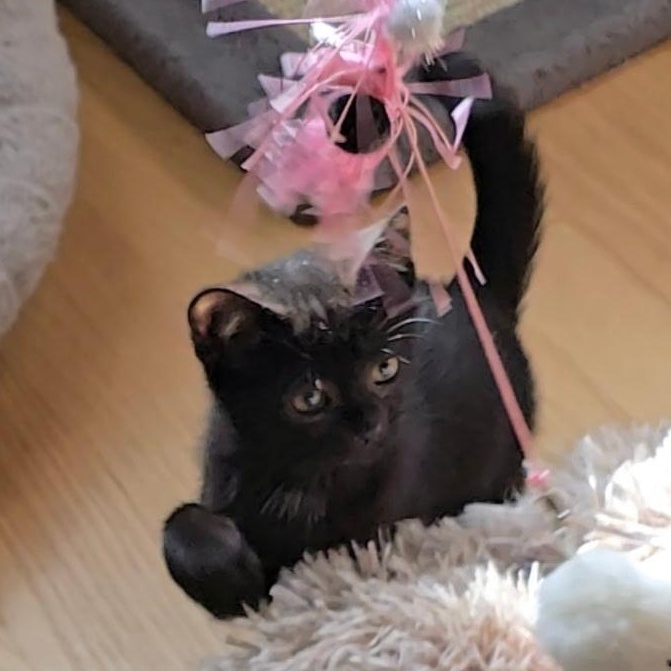 Enlarge Reyleigh, a Adoptable Domestic Short Hair in Woodbridge, NJ image 1/5