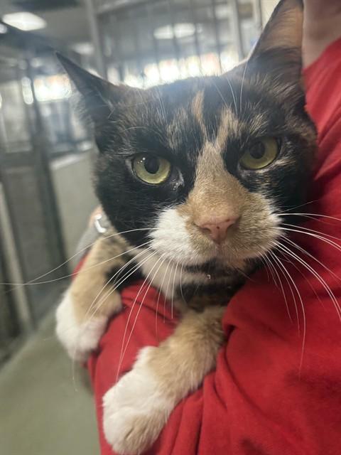 FRIDA, Adoptable, Senior Female Domestic Short Hair.