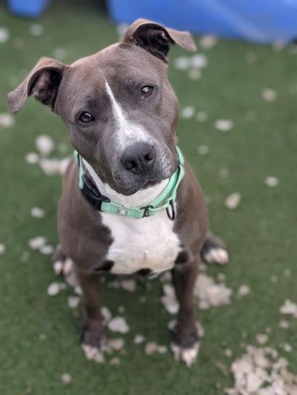 Enlarge Cornbread, a Adoptable mixed breed in Valley View, OH image 1/2