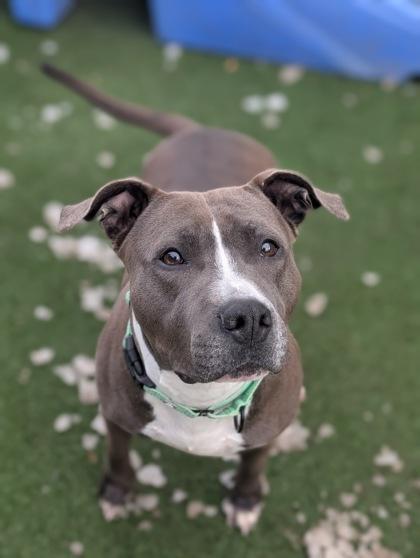 Enlarge Cornbread, a Adoptable mixed breed in Valley View, OH image 2/2