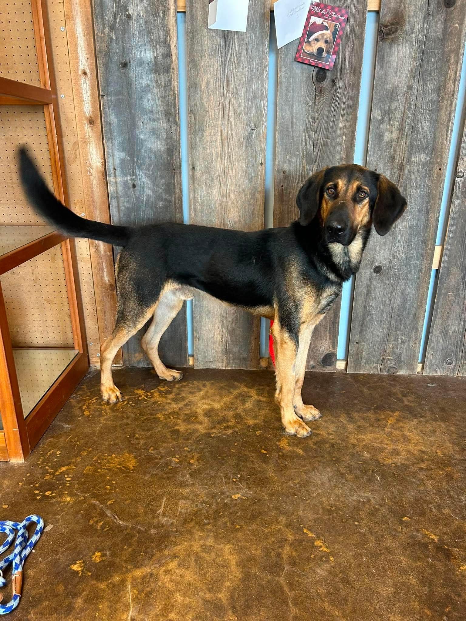 Enlarge RUGGER 425, a ADOPTABLE mixed breed in Milwaukee, WI image 3/5