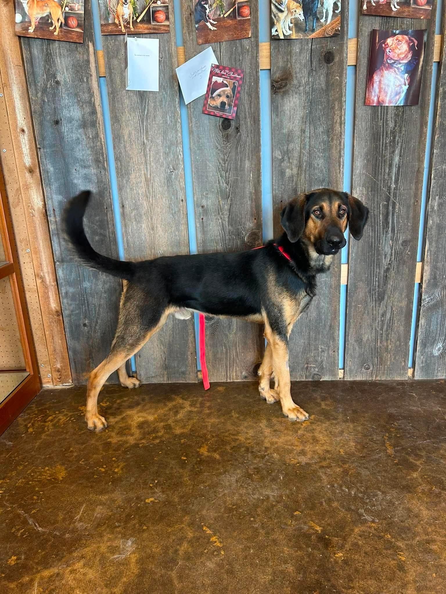 Enlarge RUGGER 425, a ADOPTABLE mixed breed in Milwaukee, WI image 5/5