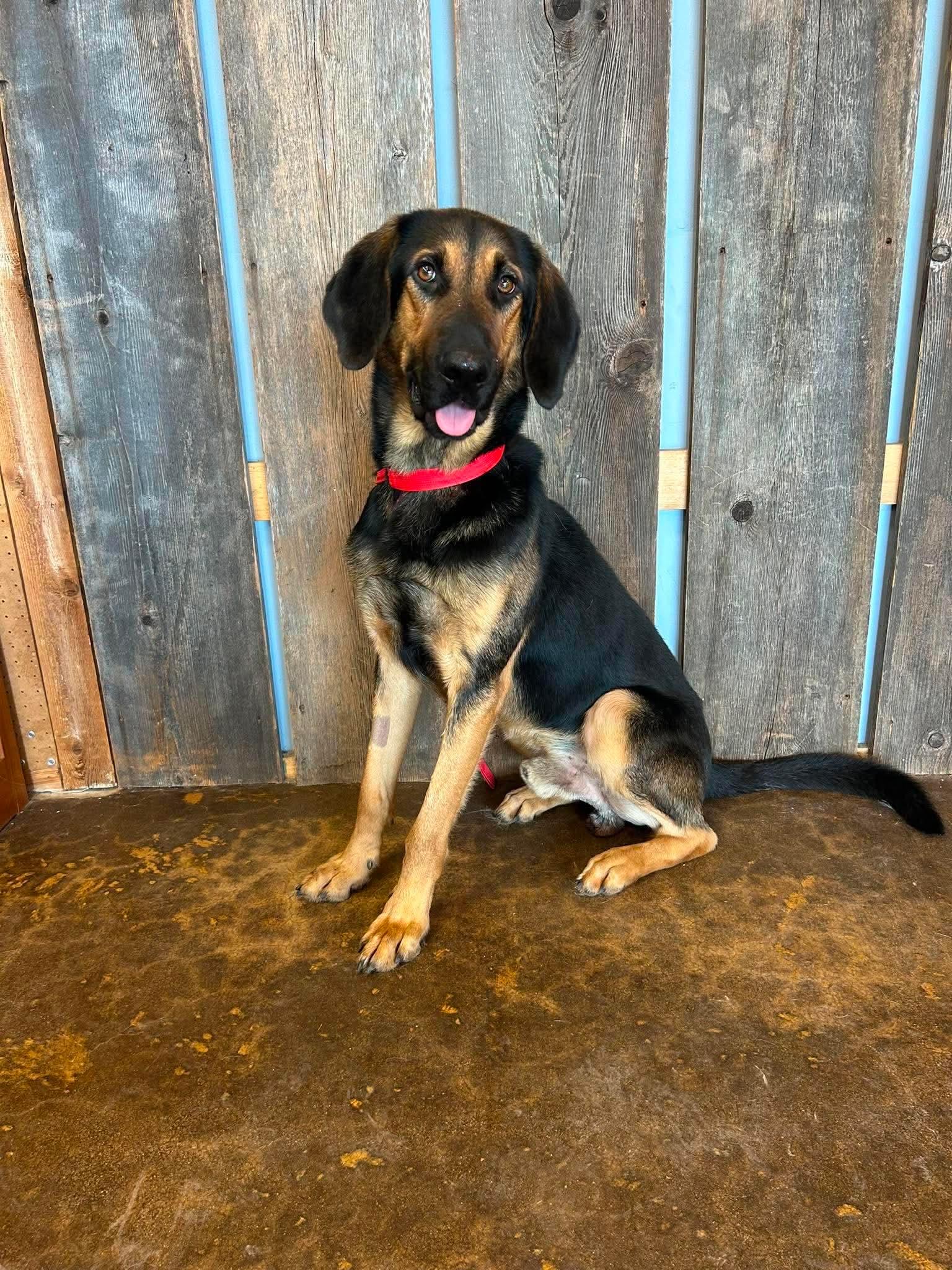 Enlarge RUGGER 425, a ADOPTABLE mixed breed in Milwaukee, WI image 2/5