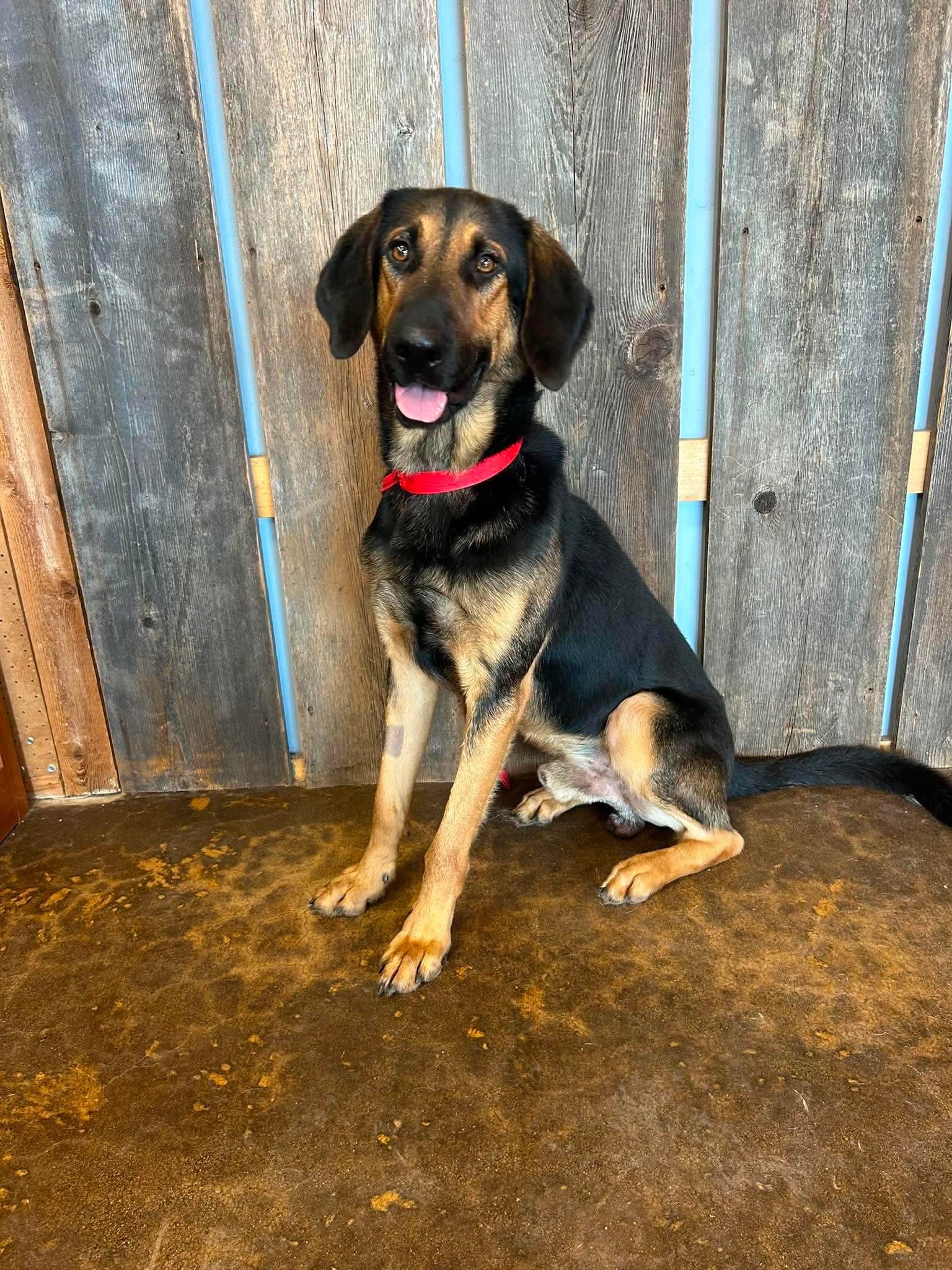 RUGGER 425, ADOPTABLE, Adult Male Coonhound.