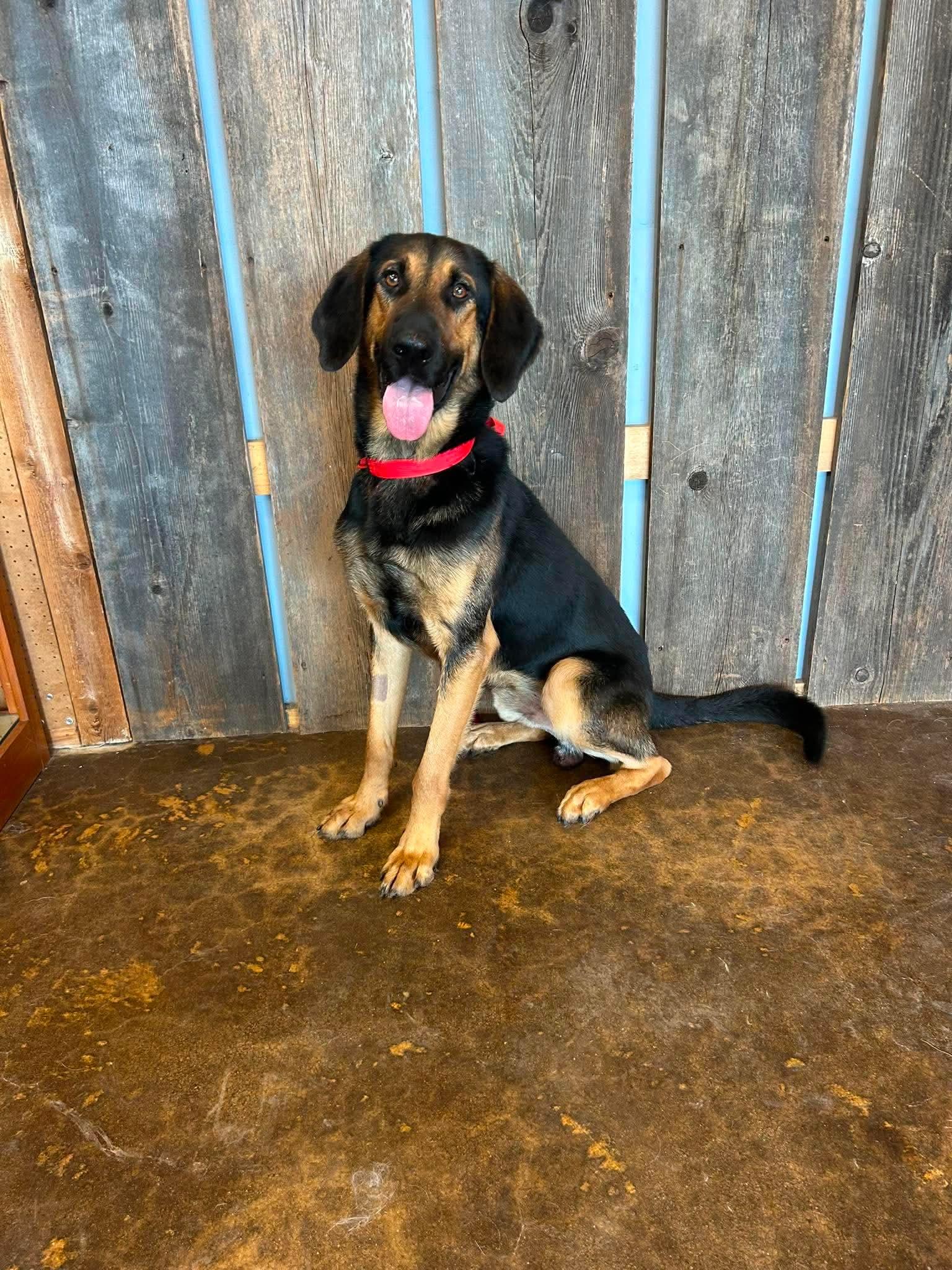 Enlarge RUGGER 425, a ADOPTABLE mixed breed in Milwaukee, WI image 4/5
