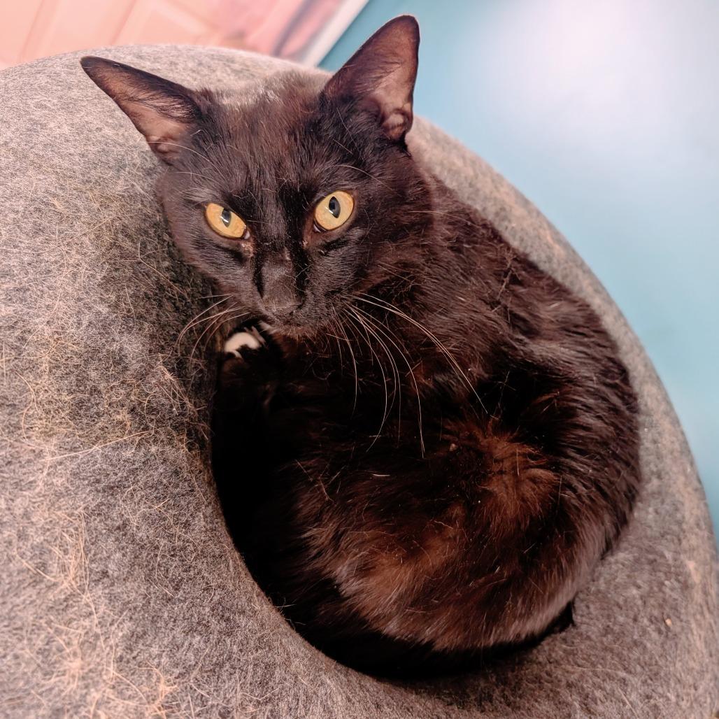 Enlarge Dice, a Adoptable Domestic Short Hair in Huntsville, AR image 1/5