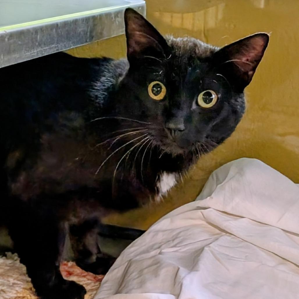 Enlarge Dice, a Adoptable Domestic Short Hair in Huntsville, AR image 2/5