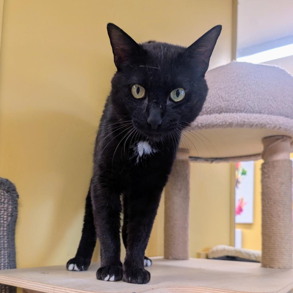 Enlarge Dice, a Adoptable Domestic Short Hair in Huntsville, AR image 3/5