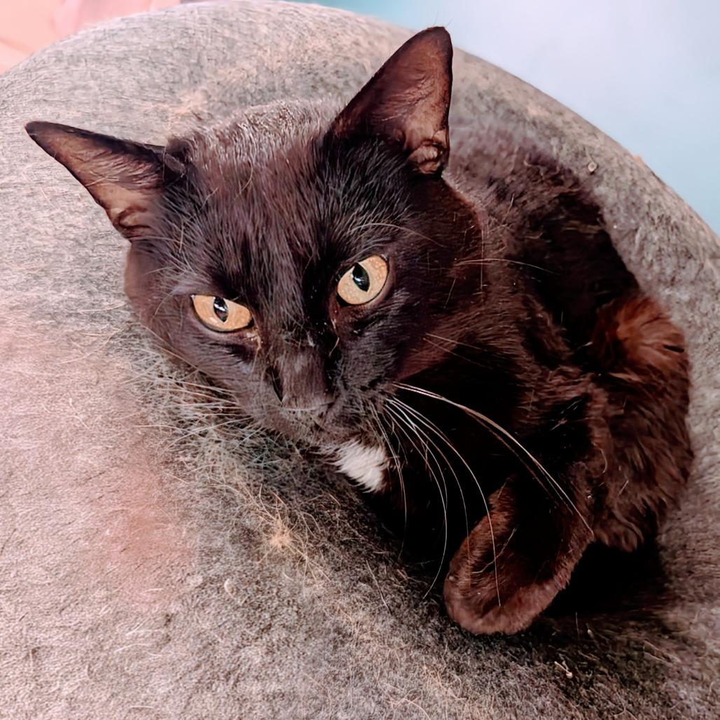 Enlarge Dice, a Adoptable Domestic Short Hair in Huntsville, AR image 4/5