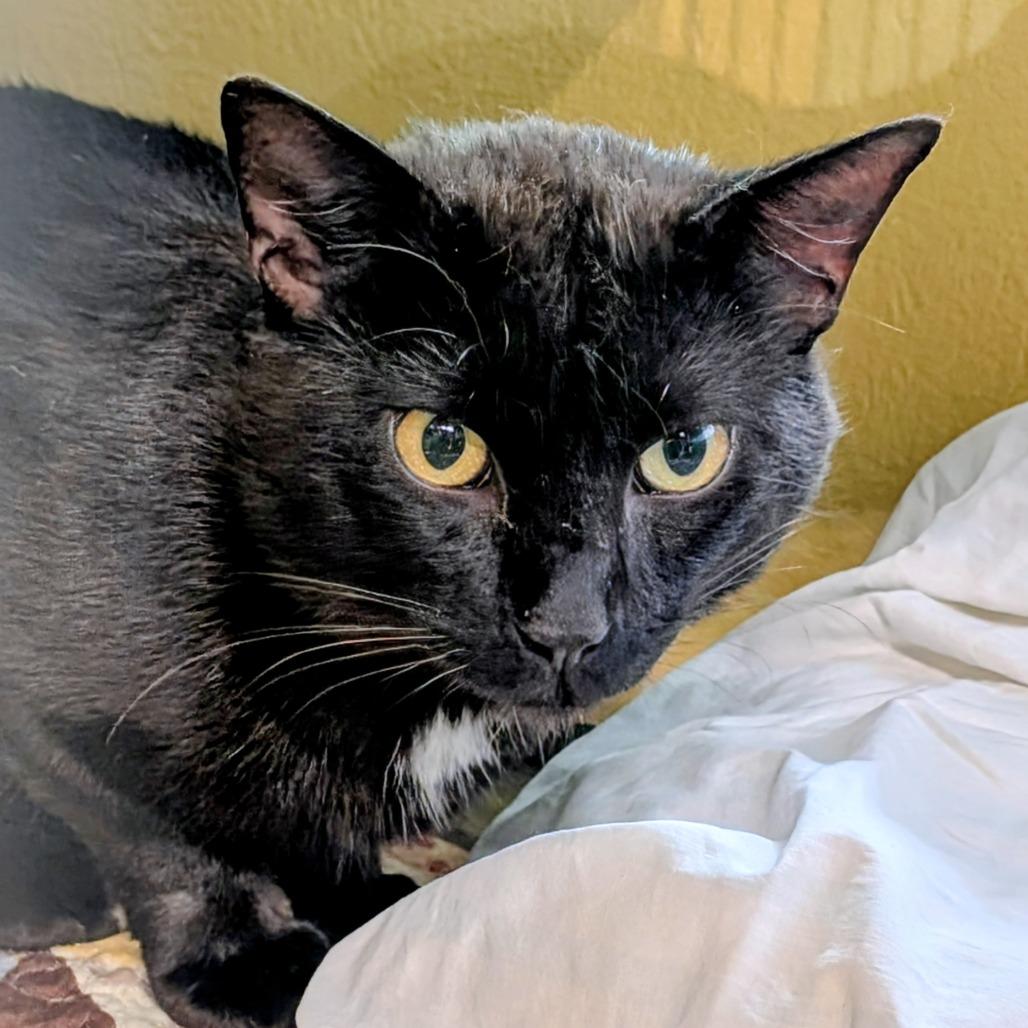 Enlarge Dice, a Adoptable Domestic Short Hair in Huntsville, AR image 5/5