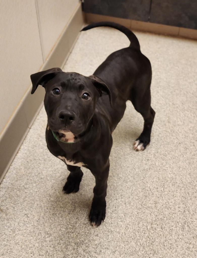 Skynyrd, Adoptable, Puppy Male Pit Bull Terrier & Cane Corso.