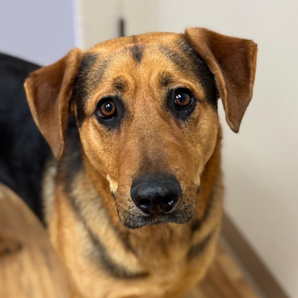 Enlarge Sony, a Adoptable German Shepherd Dog in Santa Barbara, CA image 1/2