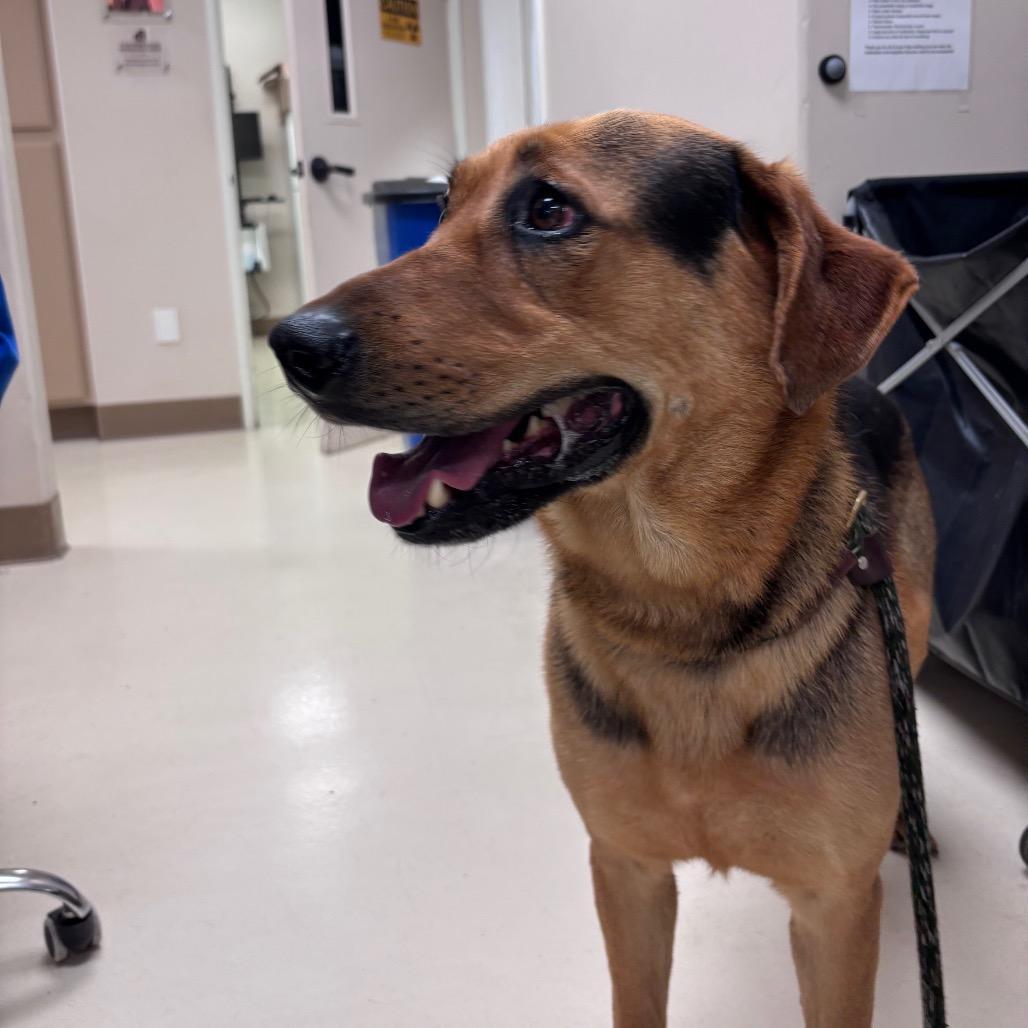 Enlarge Sony, a Adoptable German Shepherd Dog in Santa Barbara, CA image 2/2