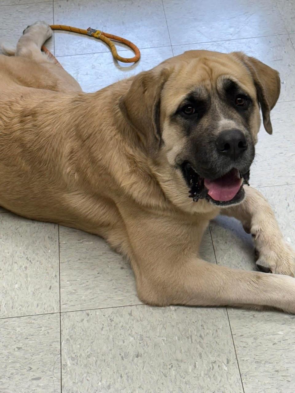 Enlarge Elsie, a ADOPTABLE mixed breed in Oakland, MD image 1/2