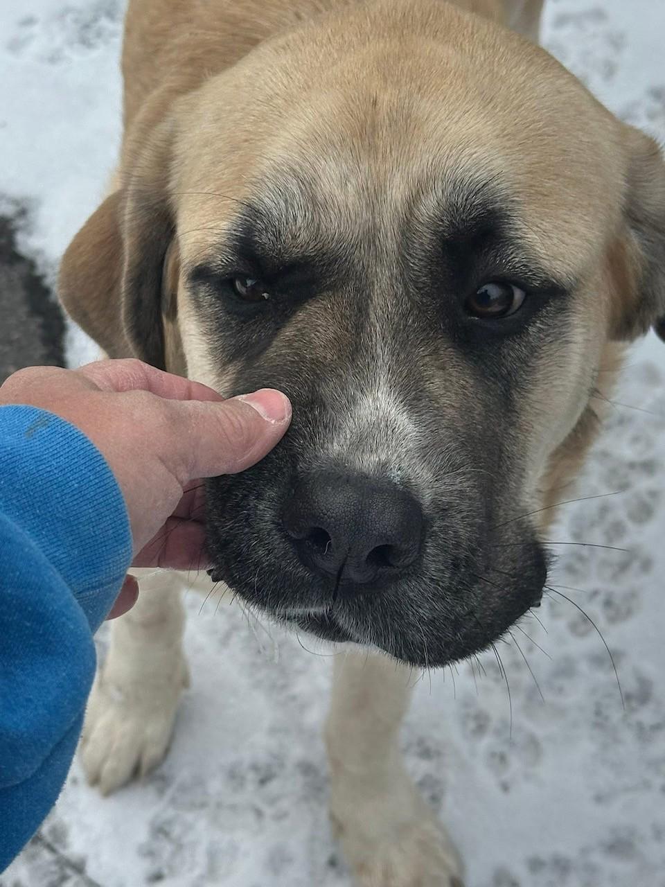 Enlarge Elsie, a ADOPTABLE mixed breed in Oakland, MD image 2/2