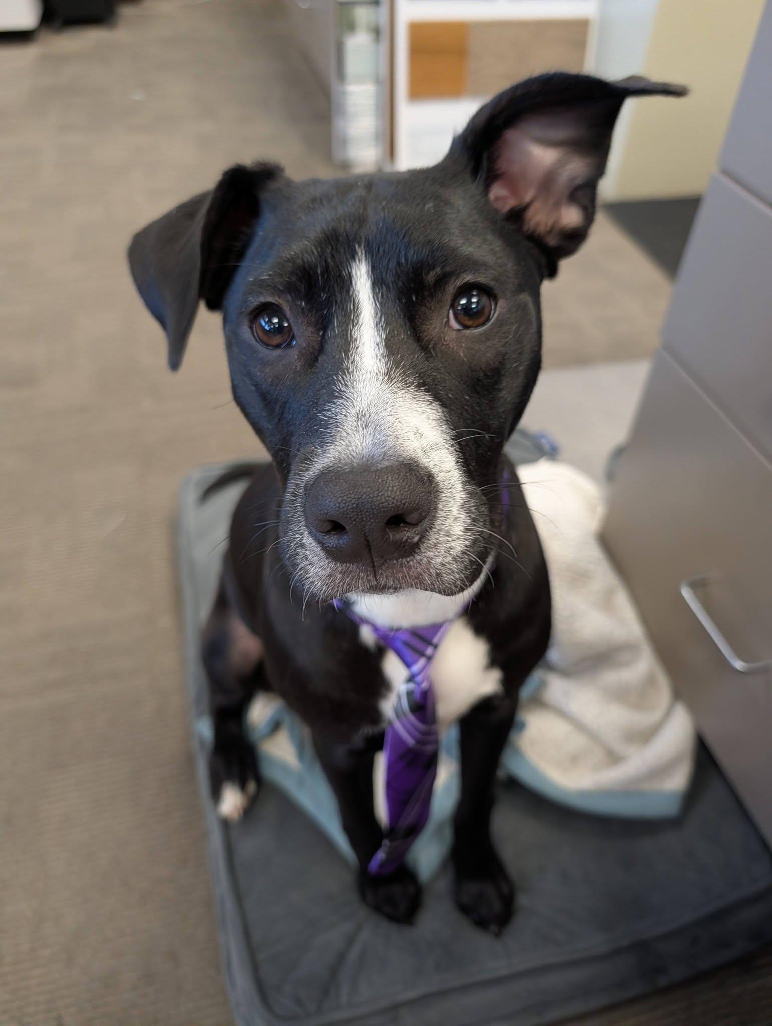 Franklin, Adoptable, Puppy Male Labrador Retriever.