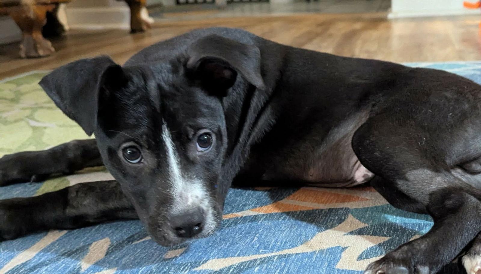 Franklin, a Adoptable Mixed Breed in Mount Pleasant, SC image 2/2