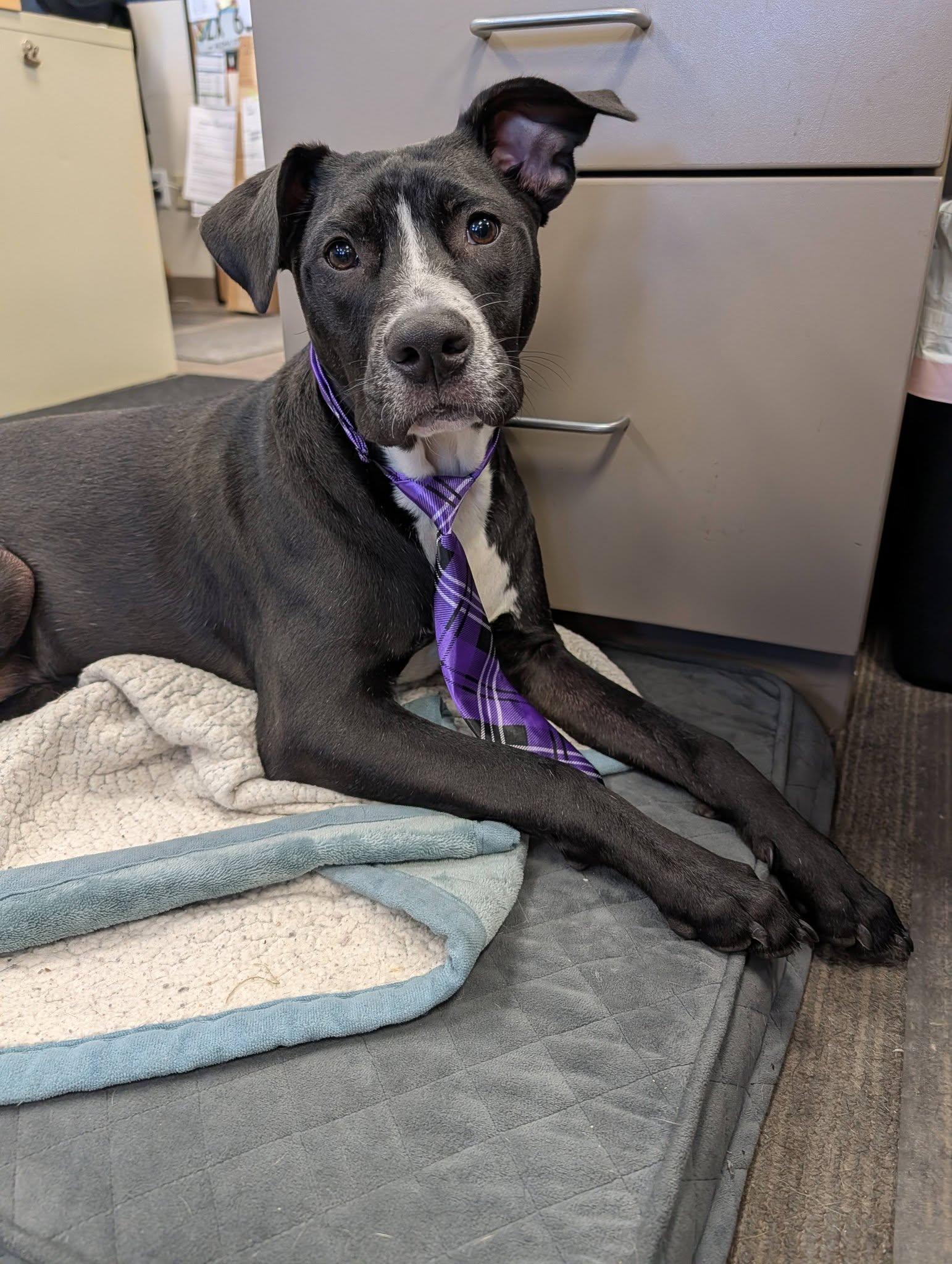 Enlarge Franklin, a Adoptable Labrador Retriever in Mount Pleasant, SC image 3/3