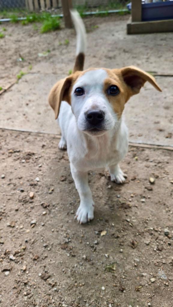 Breeze, Adoptable, Puppy Female Labrador Retriever & Spaniel.