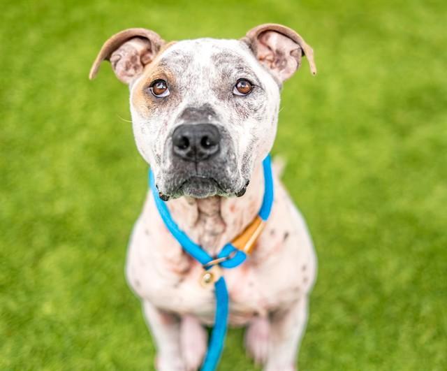 LUKE, Adoptable, Adult Male Pit Bull Terrier & Australian Cattle Dog / Blue Heeler.