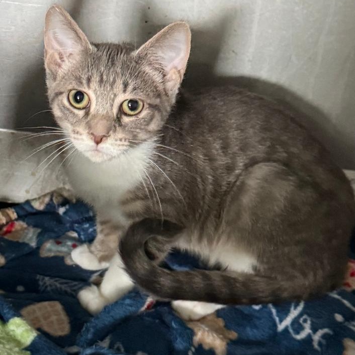 RIGLEY, ADOPTABLE, Young Male Domestic Short Hair.