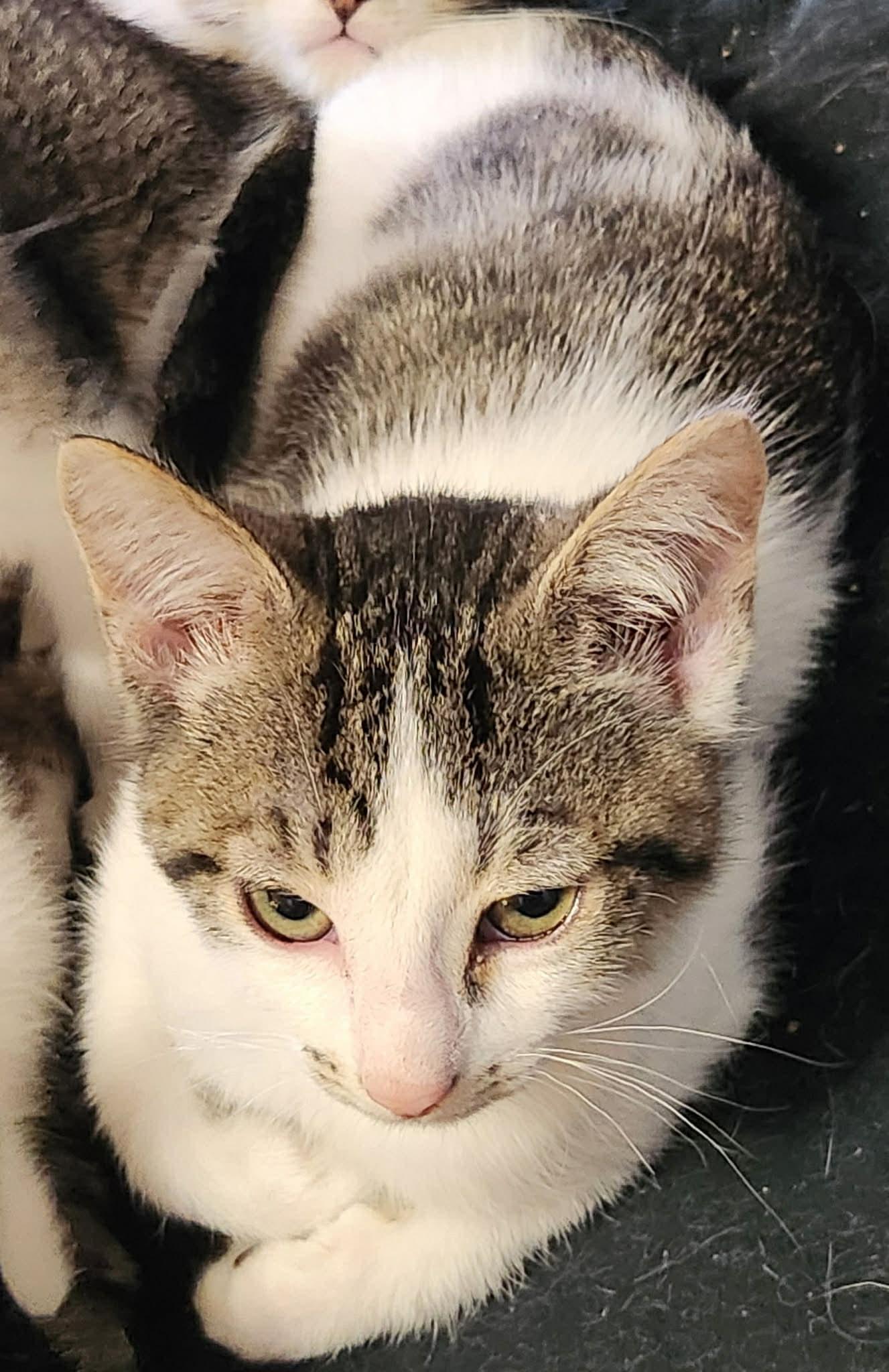 Enlarge Pika, a Adoptable mixed breed in Albany , NY image 2/3