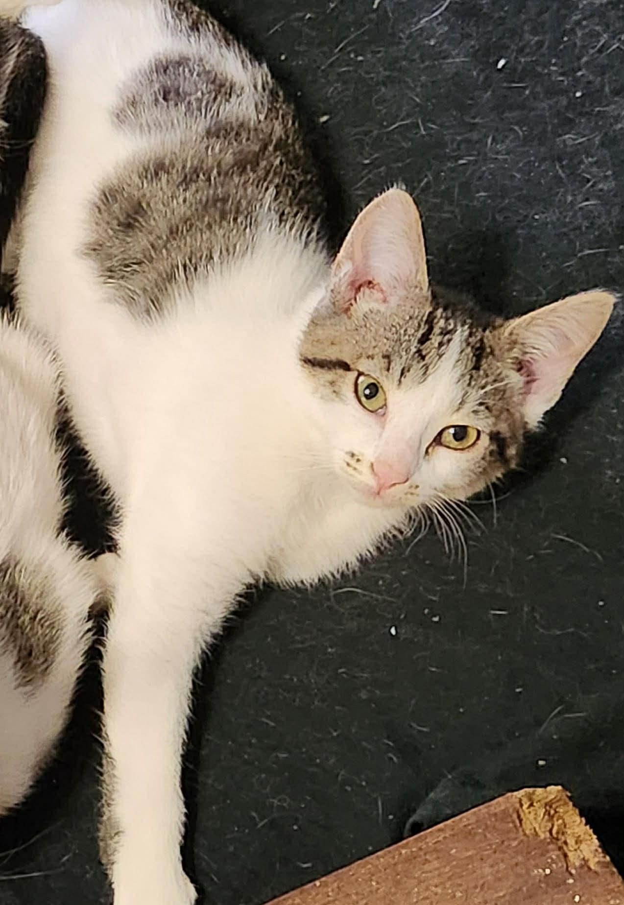 Pika, Adoptable, Kitten Female Domestic Short Hair.