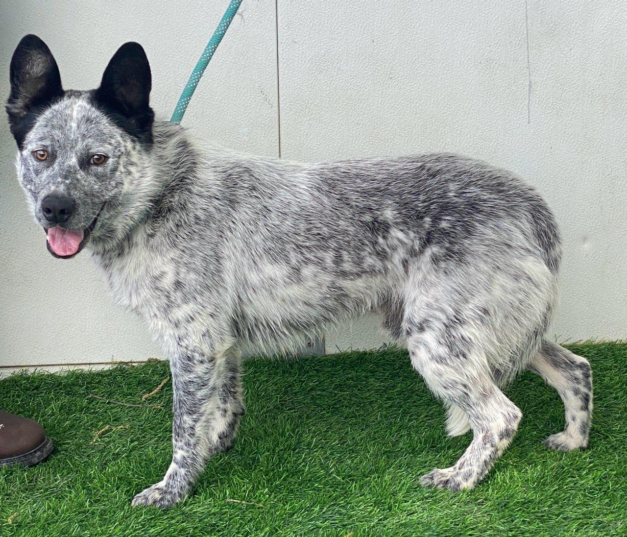 Carl, a ADOPTABLE Australian Cattle Dog / Blue Heeler in Colusa, CA image 2/2