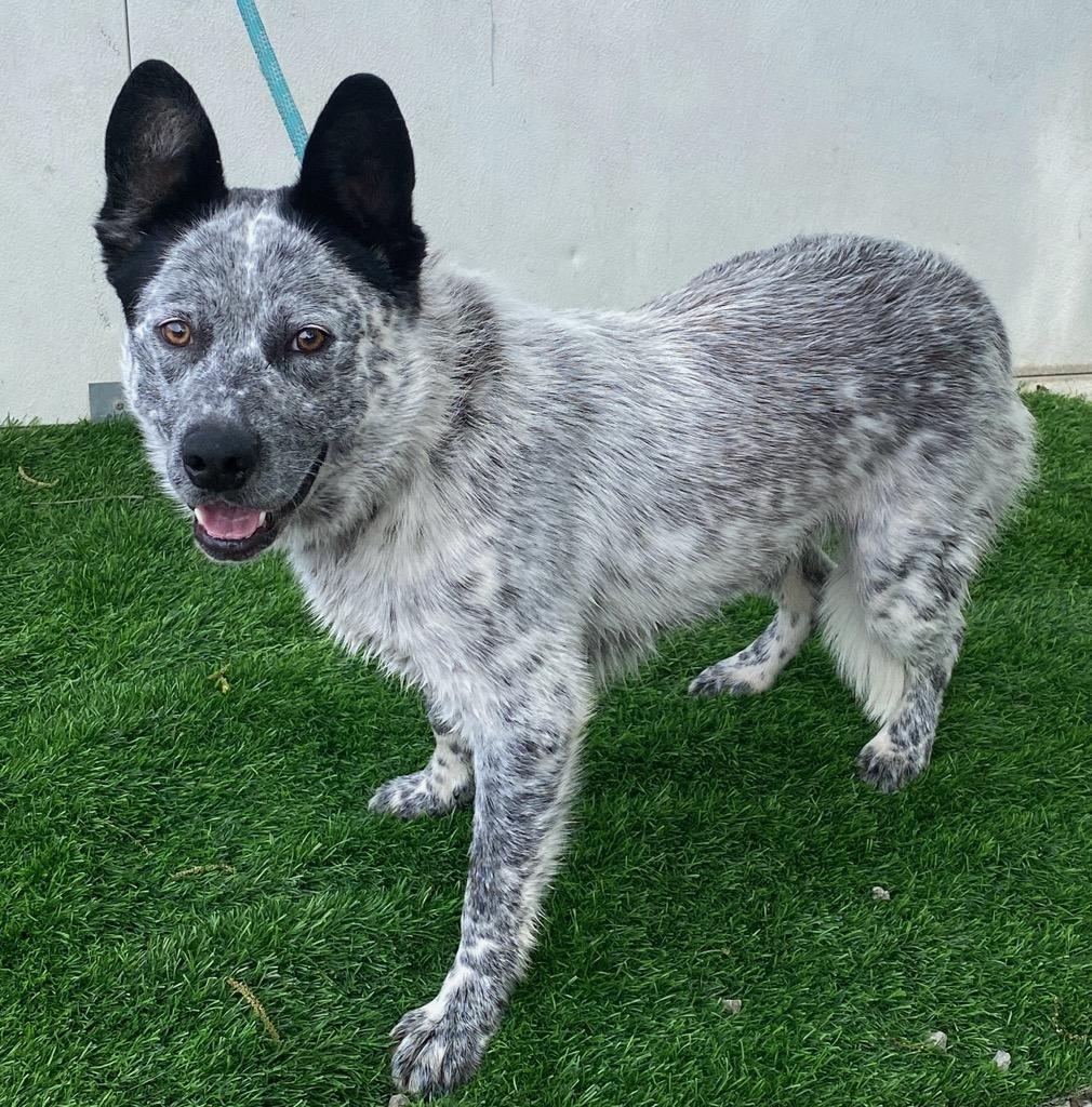 Carl, a ADOPTABLE Australian Cattle Dog / Blue Heeler in Colusa, CA image 1/2