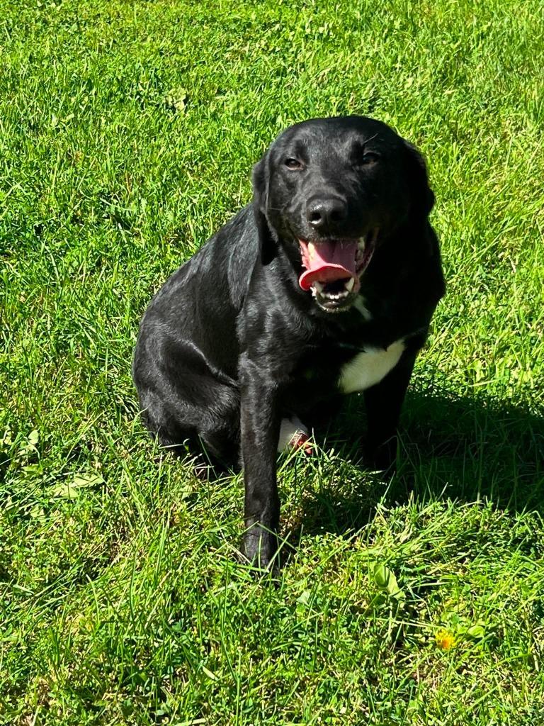 Enlarge Jay Jay, a Adoptable mixed breed in Ogdensburg, NY image 1/5