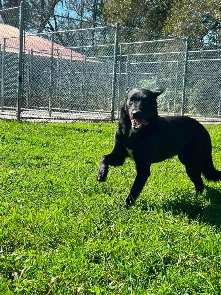 Enlarge Jay Jay, a Adoptable mixed breed in Ogdensburg, NY image 2/5