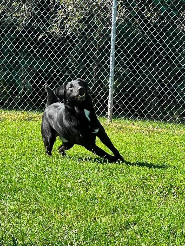 Enlarge Jay Jay, a Adoptable mixed breed in Ogdensburg, NY image 3/5