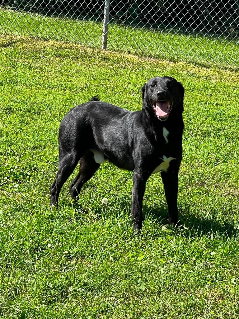 Enlarge Jay Jay, a Adoptable mixed breed in Ogdensburg, NY image 4/5