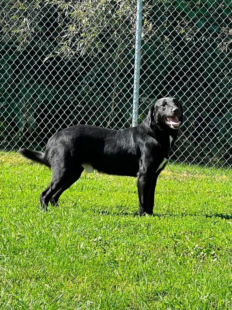 Enlarge Jay Jay, a Adoptable mixed breed in Ogdensburg, NY image 5/5